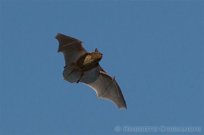 Pipistrellus sp.